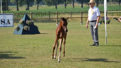 2015 Emerald Trophy, Brecht