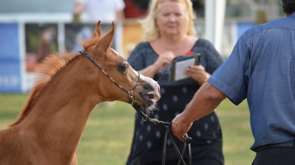 2015 Emerald Trophy, Brecht