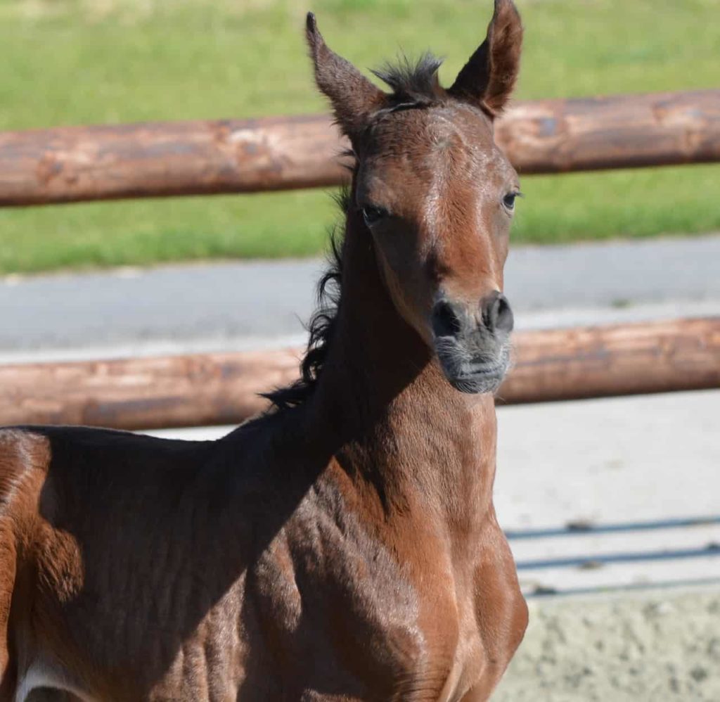 Arabians Horses Pur Bred For Sale Al Manzah Arabians
