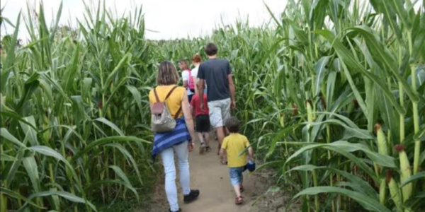 🌽🌽🌽 LE LABYRINTHE DE MAIS 🌽🌽🌽